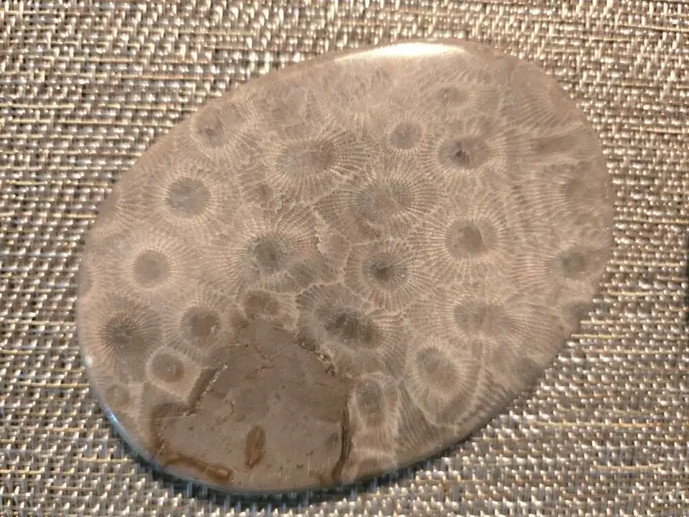 Set of 4 Polished Petoskey Stone Fossil Coral Drink Coasters with Cork Backing